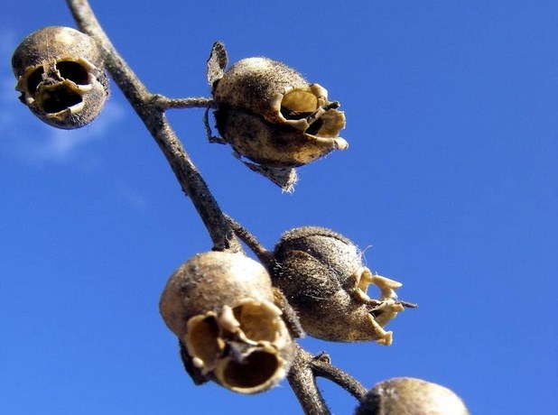 Hoa Snap Dragon Seed Pod, còn được biết đến với cái tên hoa mõm chó. Điểm đặc biệt của loài hoa này là khi con tươi chúng rất đẹp, nhiều màu nhưng khi tàn, khô lại thì chẳng khác gì đầu lâu người. Thường được tìm thấy ở Châu Âu, Bắc Phi.